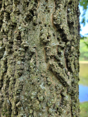 Hackberry Bark Alternate